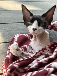 Lost Female Cat last seen HH near Calvey Creek Rd, Robertsville, MO 63072