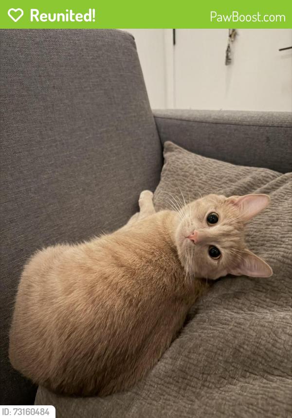 Reunited Female Cat last seen Adeline and chestnut, Oakland, CA 94607