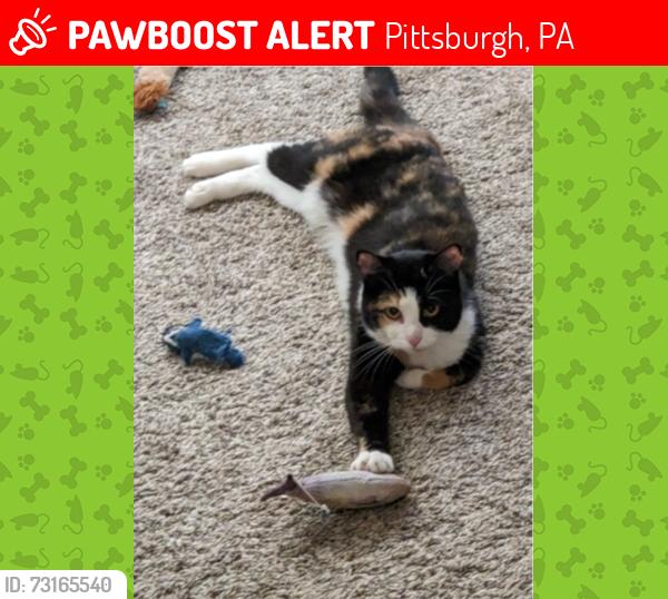 Lost Female Cat last seen Hamnett park and ride station, Pittsburgh, PA 15221