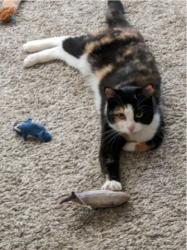 Lost Female Cat last seen Hamnett park and ride station, Pittsburgh, PA 15221