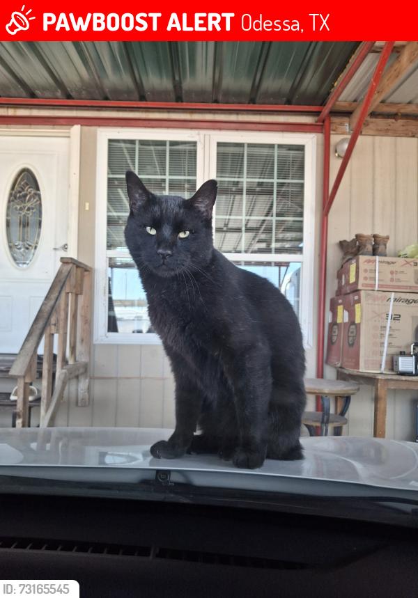 Lost Male Cat last seen Near S Fulton Ave, Odessa, TX 79766