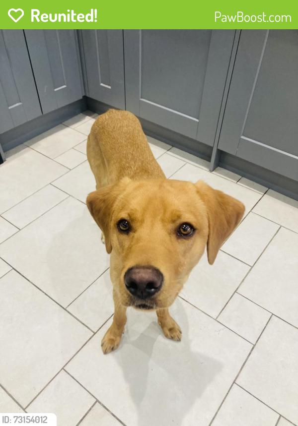 Reunited Male Dog last seen Cranage, Holmes Chapel, England 