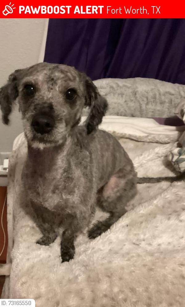 Lost Male Dog last seen Near N pecan st, Fort Worth, TX 76106