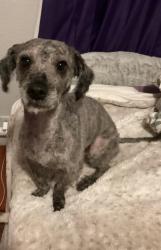 Lost Male Dog last seen Near N pecan st, Fort Worth, TX 76106