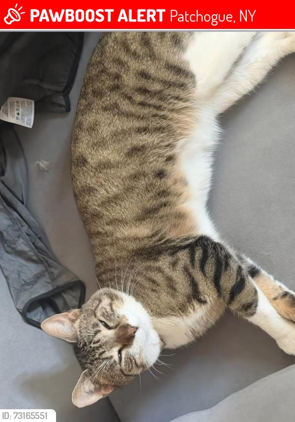 Lost Male Cat last seen Carmen Ave, Patchogue, NY 11772