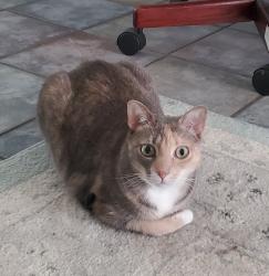 Lost Female Cat last seen Wind Song Ln. & Loma Verde Dr., New Braunfels, TX 78130