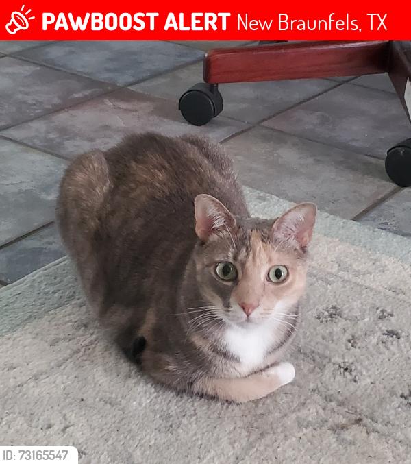 Lost Female Cat last seen Wind Song Ln. & Loma Verde Dr., New Braunfels, TX 78130