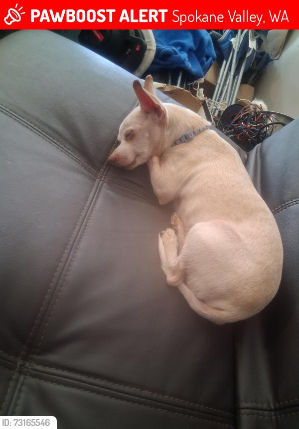 Lost Male Dog last seen Opportunity elementary school, Spokane Valley, WA 99206