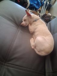 Lost Male Dog last seen Opportunity elementary school, Spokane Valley, WA 99206