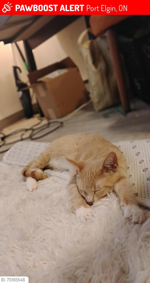 Lost Female Cat last seen Port Elgin ont, Port Elgin, ON 