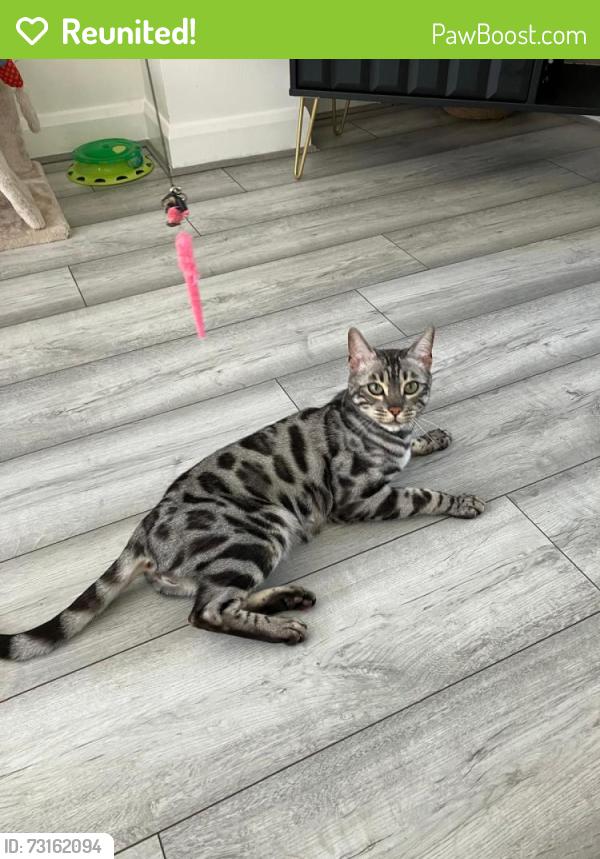 Reunited Male Cat last seen Near Warwick road Scunthorpe, North Lincolnshire, England DN16 1EZ
