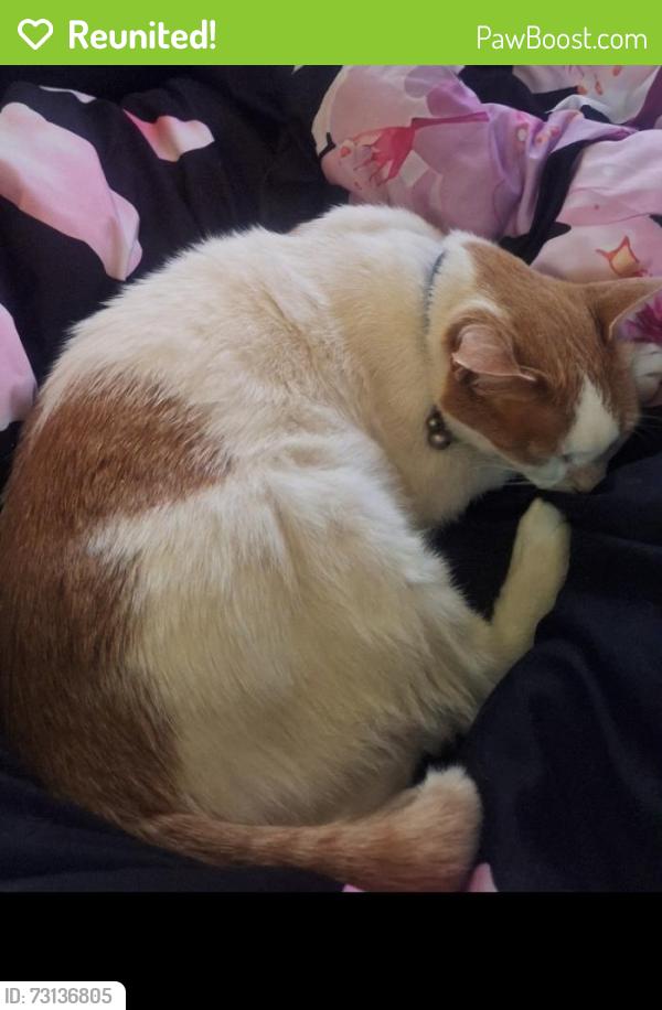 Reunited Male Cat last seen Providence church hall, Dacre, England 