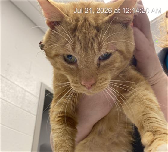 Shelter Stray Male Cat last seen Near, 2600 S Harding St, Indianapolis, IN 46221, USA