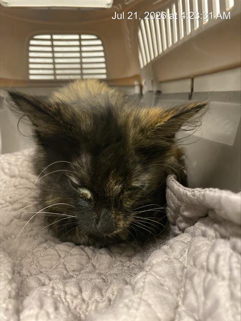Shelter Stray Female Cat last seen Near, 2600 S Harding St, Indianapolis, IN 46221, USA