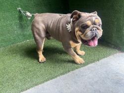 Shelter Stray Male Dog last seen , 5210 W Ave I, Lancaster, CA 93536, USA