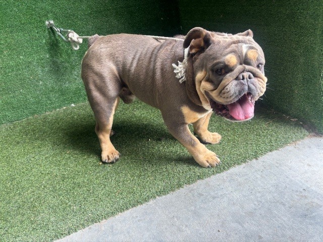 Shelter Stray Male Dog last seen , 5210 W Ave I, Lancaster, CA 93536, USA