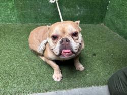 Shelter Stray Female Dog last seen , 5210 W Ave I, Lancaster, CA 93536, USA