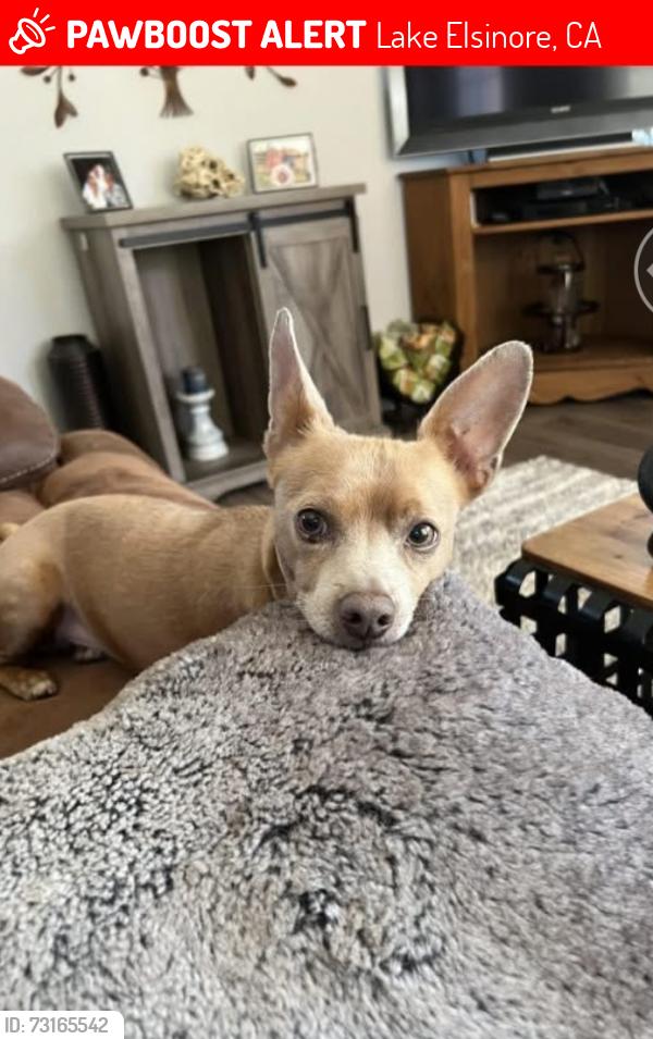 Lost Male Dog last seen Lake Elsinore, Lake Elsinore, CA 92532