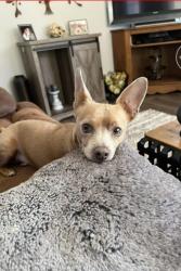 Lost Male Dog last seen Lake Elsinore, Lake Elsinore, CA 92532