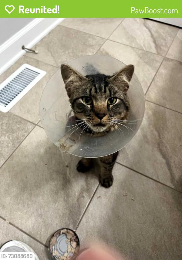 Reunited Male Cat last seen Mires Road off Stewart's Ferry, Wilson County, TN 37122