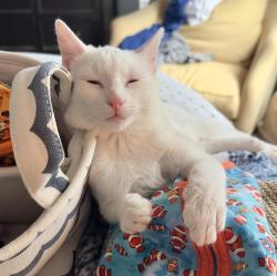 Lost Female Cat last seen Braun Rd, San Antonio, TX 78254