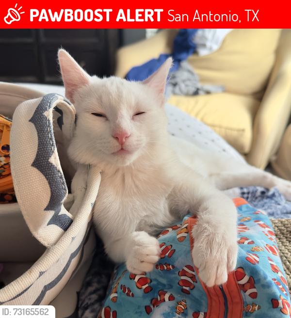 Lost Female Cat last seen Braun Rd, San Antonio, TX 78254