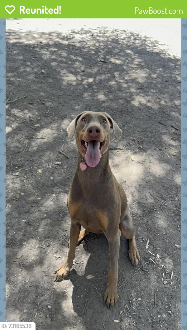 Reunited Female Dog last seen Clark rd, San Pablo, CA 94806