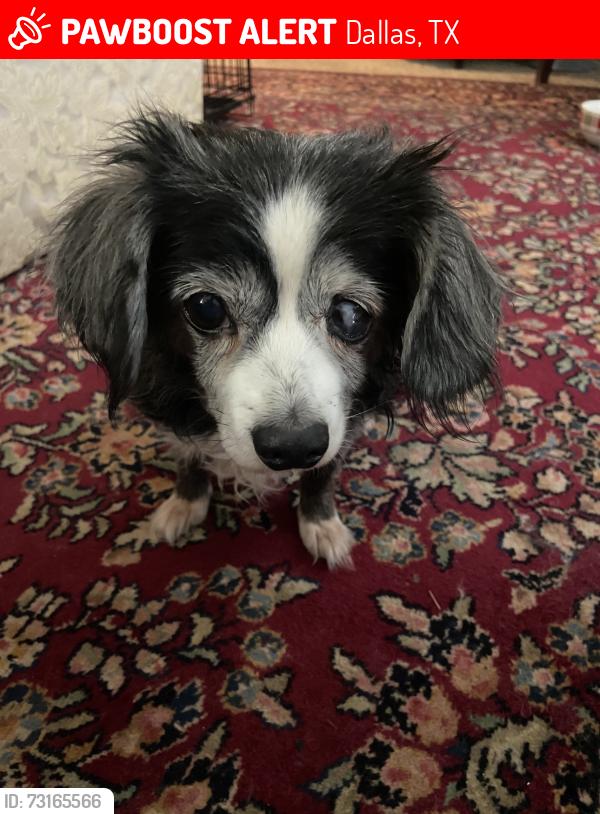 Lost Female Dog last seen Perryton Drive and Hampton Road by Kiest Park, Dallas, TX 75233