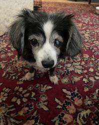 Lost Female Dog last seen Perryton Drive and Hampton Road by Kiest Park, Dallas, TX 75233