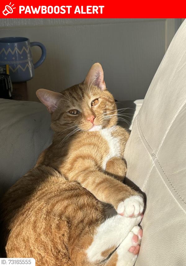 Lost Male Cat last seen Last seen between 8am/9am by around Weston Mill Primary school, Plymouth, England PL2 2EJ