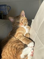 Lost Male Cat last seen Last seen between 8am/9am by around Weston Mill Primary school, Plymouth, England PL2 2EJ