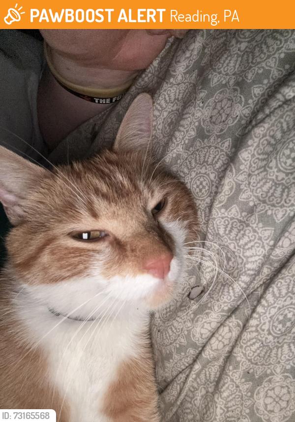 Found/Stray Female Cat last seen Near Racc on Schuylkill Trail, Reading, PA 19601