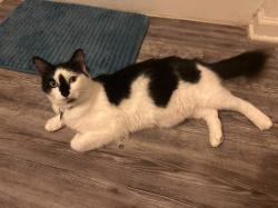 Lost Male Cat last seen Na, Buena Ventura Lakes, FL 34743