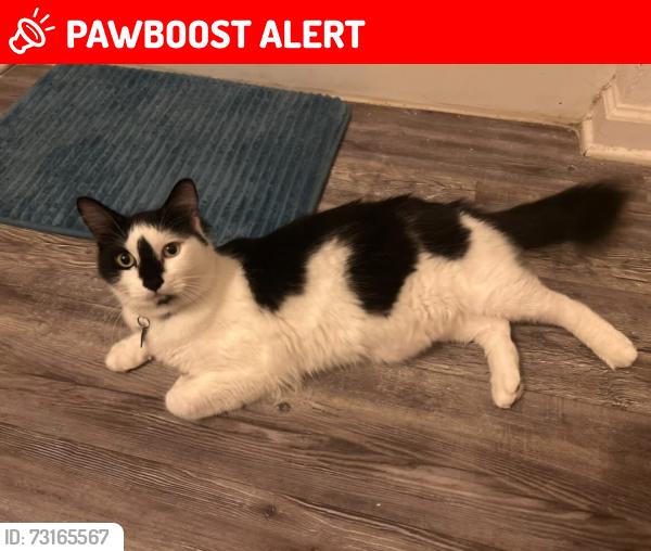 Lost Male Cat last seen Na, Kissimmee, FL 34743