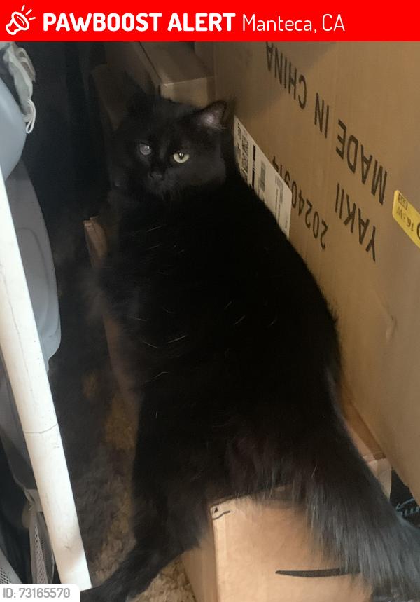 Lost Female Cat last seen primrose ave, Manteca, CA 95337