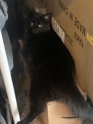 Lost Female Cat last seen primrose ave, Manteca, CA 95337