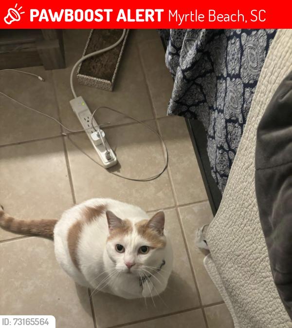 Lost Male Cat last seen Blue tree ct and st Thomas blvd, Myrtle Beach, SC 29588