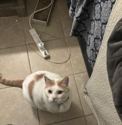 Lost Male Cat last seen Blue tree ct and st Thomas blvd, Myrtle Beach, SC 29588