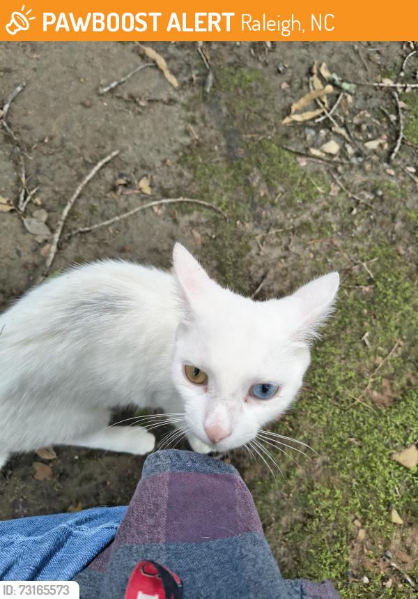 Found/Stray Female Cat last seen Rose Heights Leasing Office, Raleigh, NC 27613