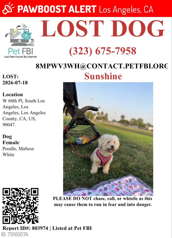 Lost Female Dog last seen Denker and 61st, Los Angeles, CA 90047