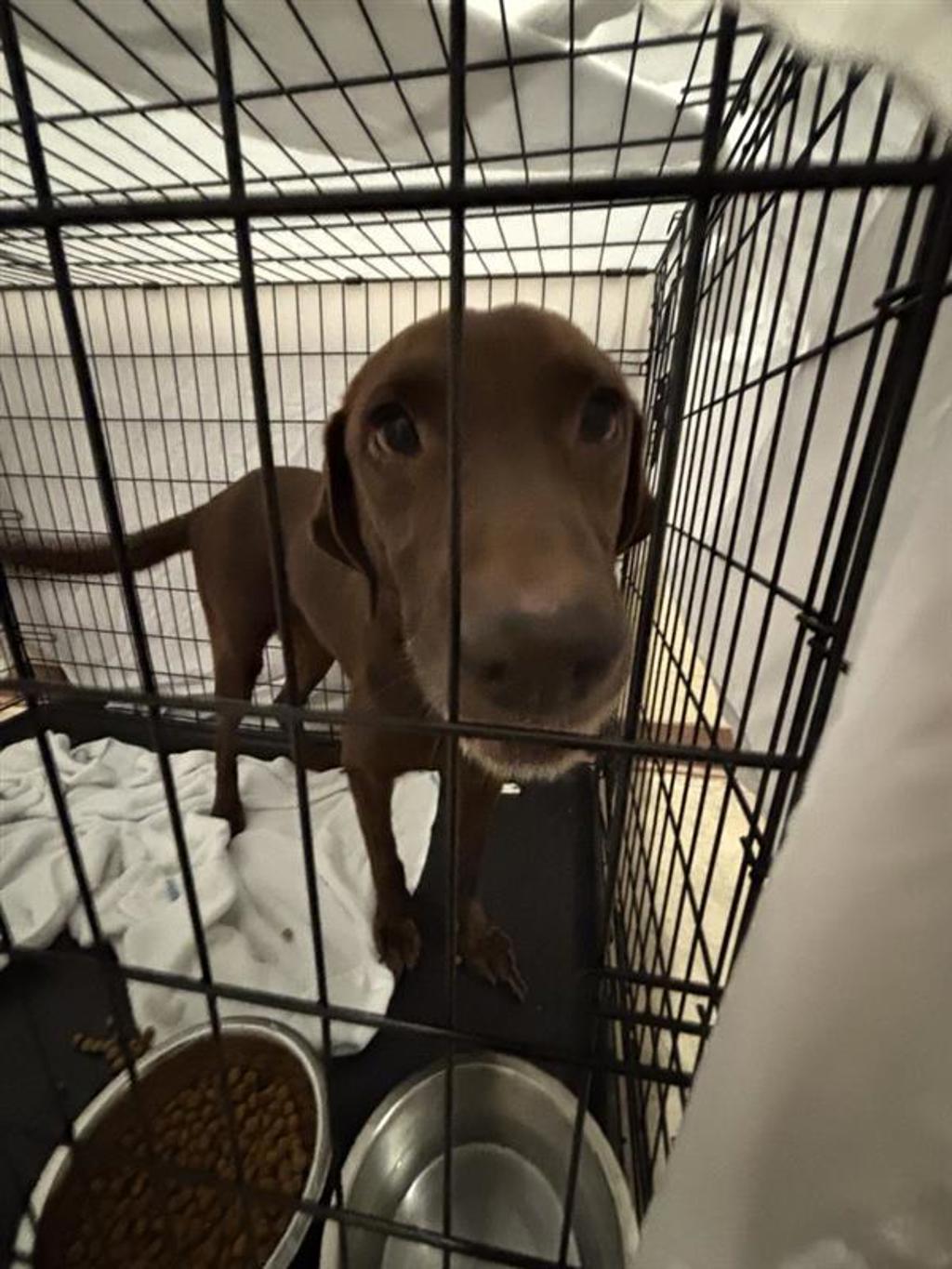 Shelter Stray Unknown Dog last seen Near Delores Avenue, AUSTIN, TX, 78721, 7201 Levander Loop bldg a, Austin, TX 78702, USA