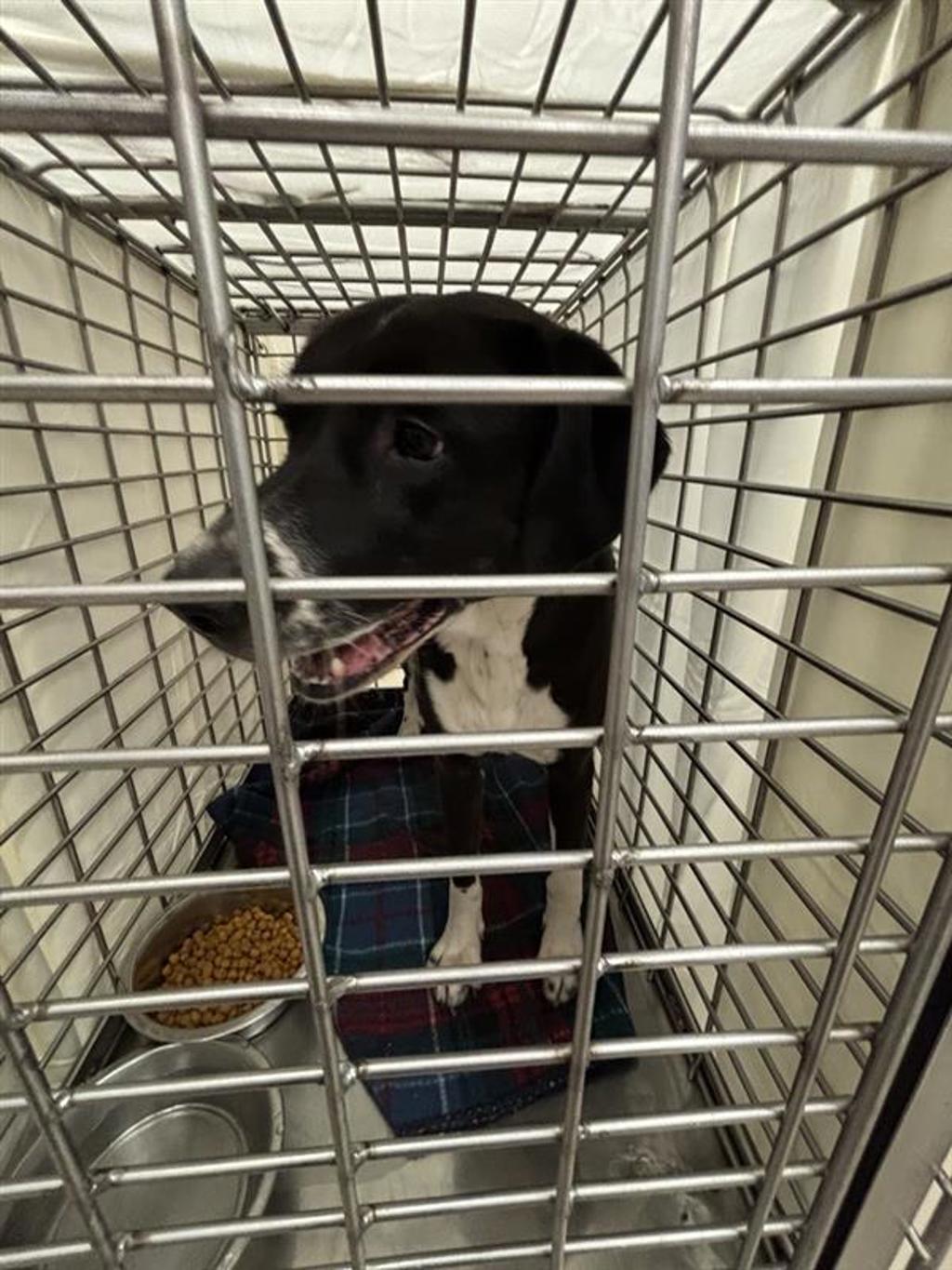 Shelter Stray Unknown Dog last seen Near Delores Avenue, AUSTIN, TX, 78721, 7201 Levander Loop bldg a, Austin, TX 78702, USA