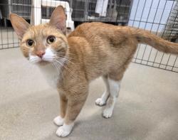 Shelter Stray Female Cat last seen Conoy Court, MILLERSVILLE, MD, 21108, 411 Maxwell Frye Rd, Millersville, MD 21108, USA