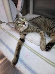 Shelter Stray Female Cat last seen Summers Ridge Drive, ODENTON, MD, 21113, 411 Maxwell Frye Rd, Millersville, MD 21108, USA