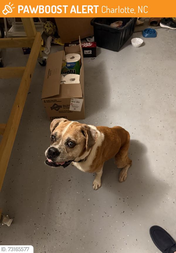 Found/Stray Female Dog last seen Near Amberhill Lane, Charlotte, NC, Charlotte, NC 28216