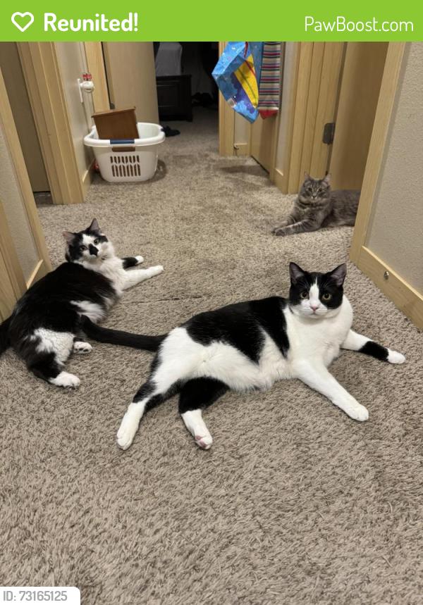Reunited Male Cat last seen In my home, Auburn, WA 98092