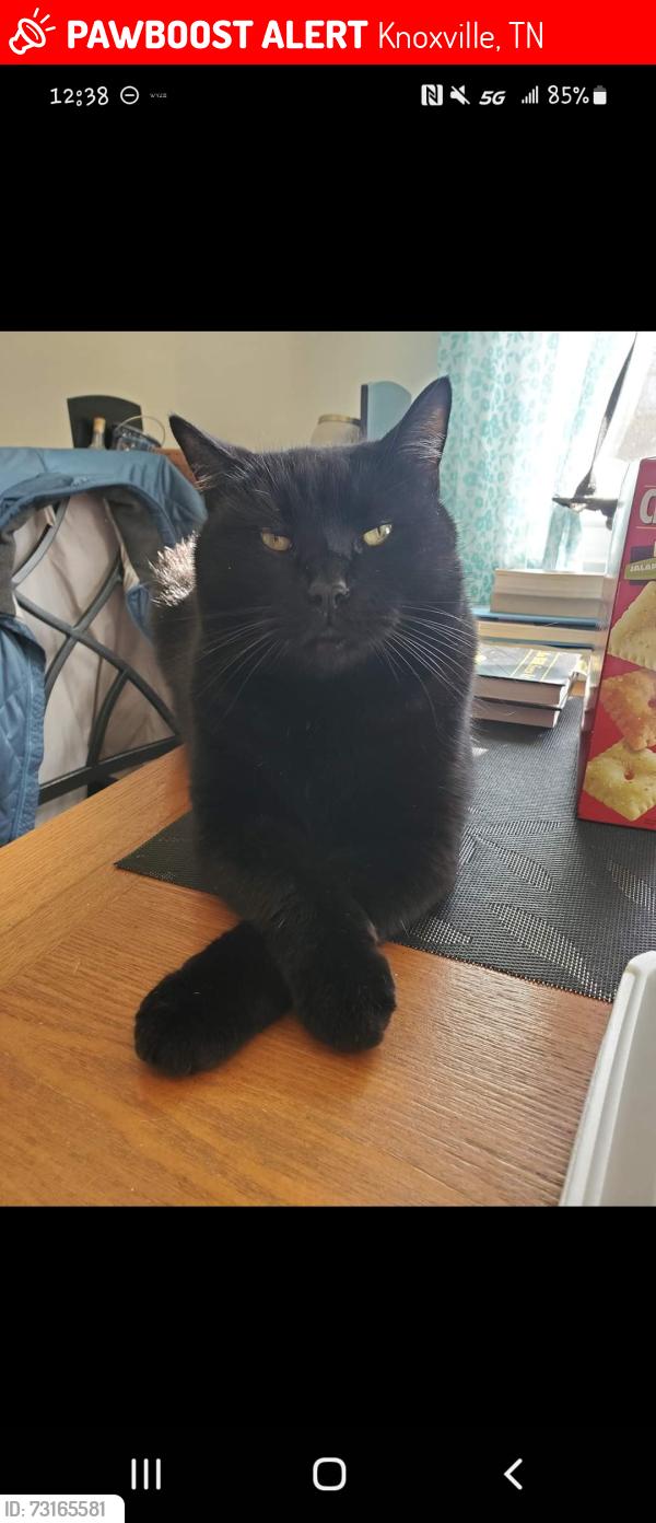 Lost Male Cat last seen Forestdale Ave and Vera Dr, Knoxville, TN 37917