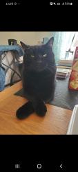 Lost Male Cat last seen Forestdale Ave and Vera Dr, Knoxville, TN 37917