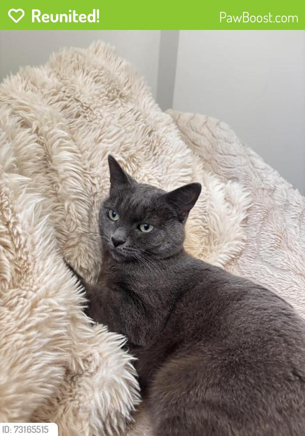 Reunited Female Cat last seen Crookston Road Reservoir, Reservoir, VIC 3073