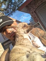 Lost Male Dog last seen Ortiz and bell, Albuquerque, NM 87108